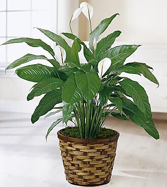 Spathiphyllum Plant