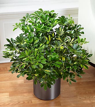 Schefflera Arboricola