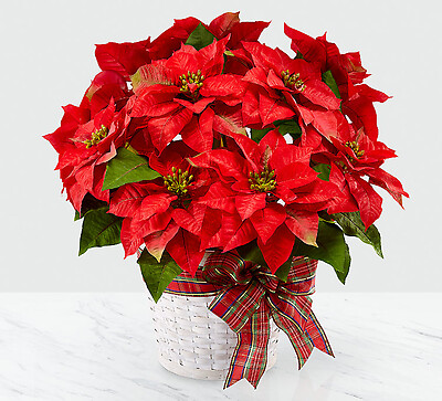 Happiest Holidays™ Poinsettia