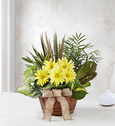 Dish Garden With Fresh Cut Flowers For Sympathy