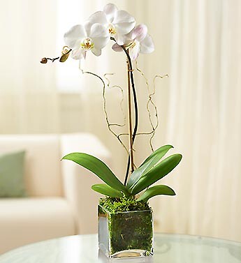 2 Spike White Phalaenopsis Orchid Plants with moss clusters and a Peace  Lily — URBAN FLOWERS